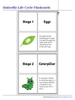 Butterfly Life Cycle Flashcards