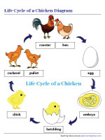 Life Cycle of a Chicken Diagram