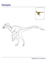 Coloring Velociraptor