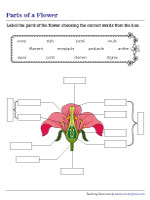 Labeling the Parts of a Flower