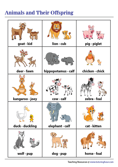 Animals and Their Offspring Chart
