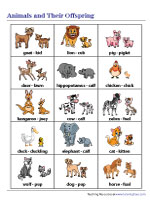 Animals and Their Offspring | Chart
