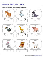 Identifying Baby Animals - MCQ