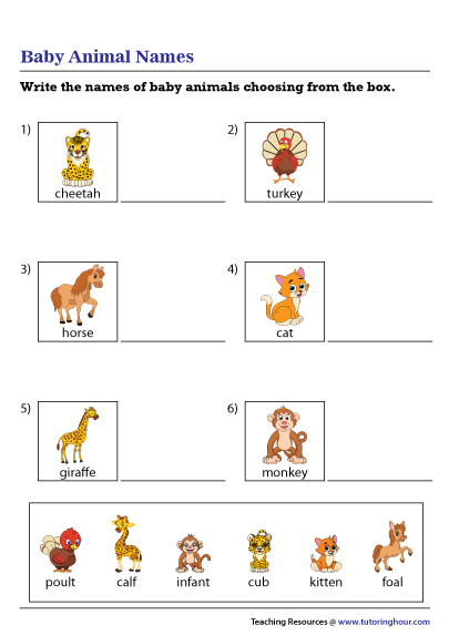 Baby Animals Worksheet