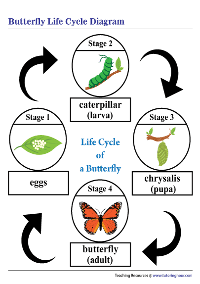 Printable Life Cycle of a Butterfly Diagram