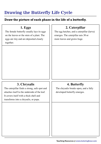 Drawing the Life Cycle of a Butterfly