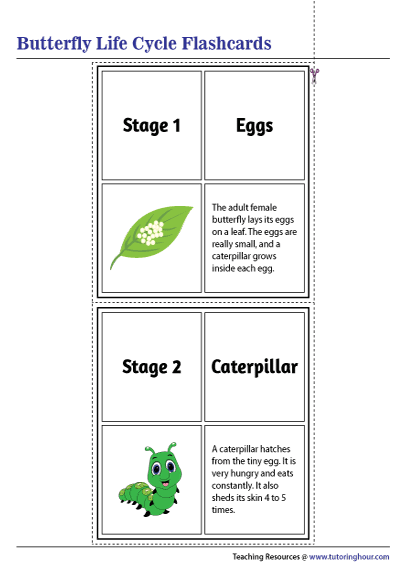 Butterfly Life Cycle Flashcards