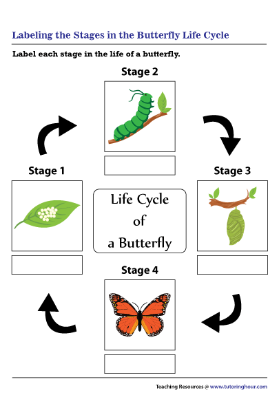 Labeling the Stages in the Butterfly Life Cycle
