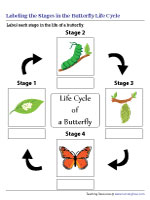 Labeling the Stages in the Life Cycle of a Butterfly