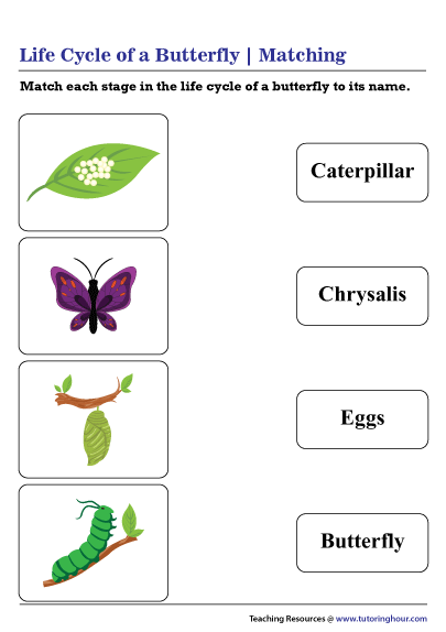 Matching Stages of a Butterfly Life Cycle to Names