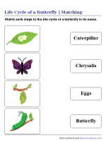 Life Cycle of a Butterfly - Matching