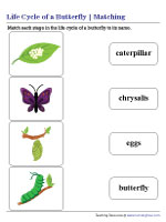 Matching the Stages in the Life Cycle of a Butterfly