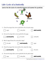 Order of Stages in the Life Cycle of a Butterfly - MCQ