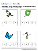 Numbering the Stages in the Life Cycle of a Butterfly