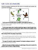 Butterfly Life Cycle - Reading Comprehension