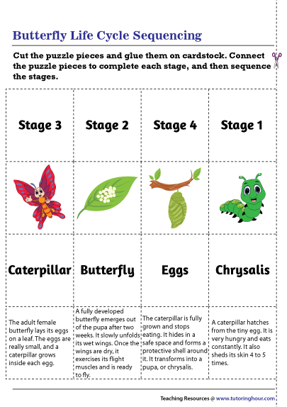 Butterfly Life Cycle Sequencing