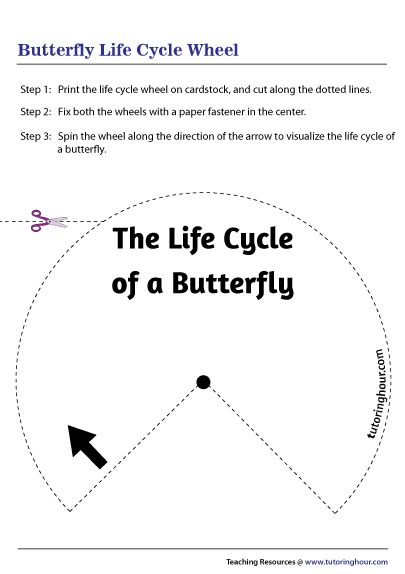 Butterfly Life Cycle Wheel