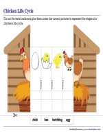 Naming Chicken Life Cycle Stages - Cut and Glue