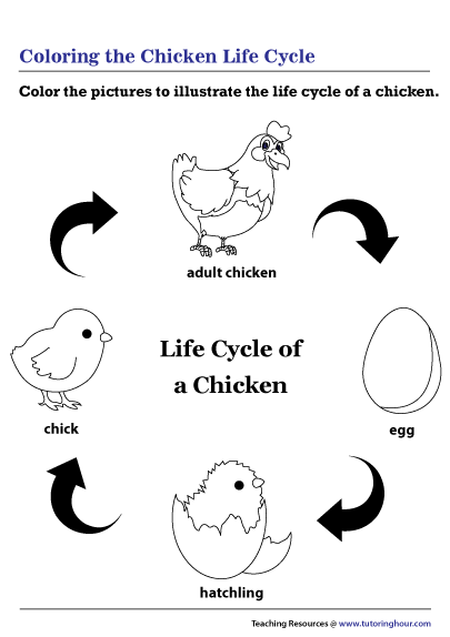 Coloring the Chicken Life Cycle