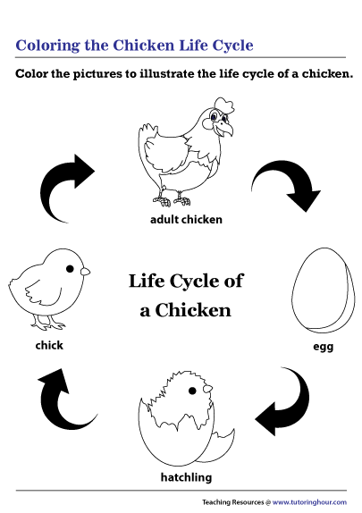 Life Cycle Of A Chicken Worksheet