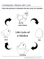 Coloring Chicken Life Cycle
