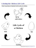 Coloring Chicken Life Cycle