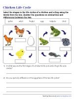 Comparing the Life Cycle of a Chicken and a Frog