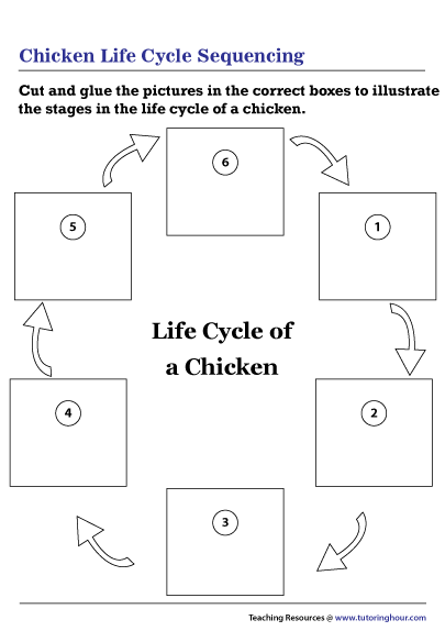 Chicken Life Cycle Sequencing
