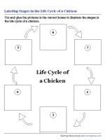 Sequencing Stages in Life Cycle of a Chicken - Cut and Glue