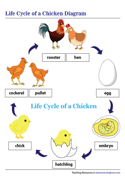 Life Cycle of a Chicken Diagram