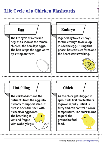 Life Cycle of a Chicken Flashcards
