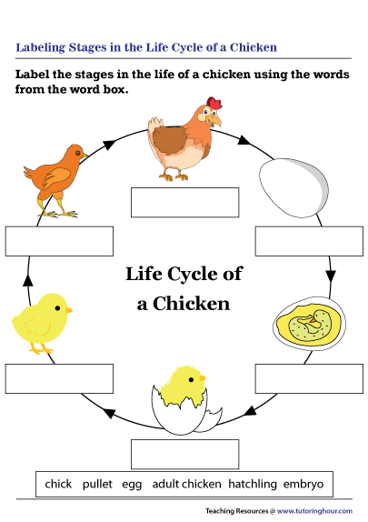 Life Cycle Of A Chicken Worksheet