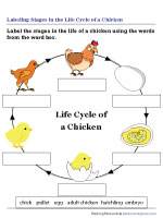 Labeling the Life Cycle of a Chicken