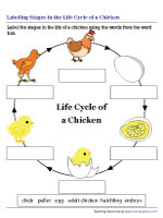 Labeling the Life Cycle of a Chicken