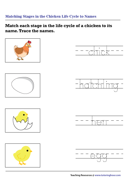Matching Stages in the Chicken Life Cycle to Names