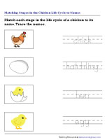 Matching Stages in Life Cycle of a Chicken to Names