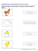 Matching Stages in Life Cycle of a Chicken to Names