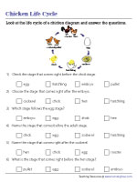 Order of Stages in the Life Cycle of a Chicken - MCQ