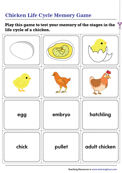 Chicken Life Cycle Memory Game