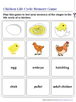 Life Cycle of a Chicken Memory Game