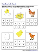 Numbering Stages in the Chicken Life Cycle