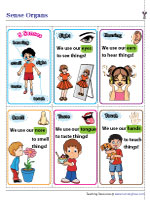 Senses and Sense Organs Flashcards