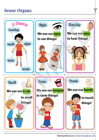 Five Senses Flashcards