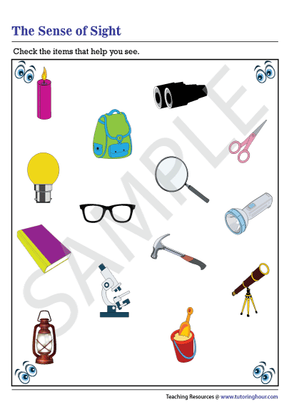 Sense of Sight Worksheet