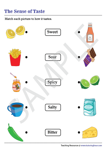 Sense Of Taste Worksheet