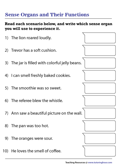 sense organs and their functions worksheet