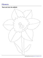 Tracing and Coloring a Daffodil