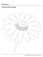 Tracing and Coloring a Daisy