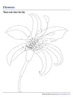 Tracing and Coloring a Lily