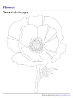 Tracing and Coloring a Poppy